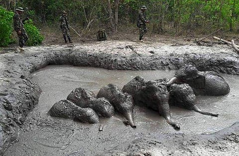 ചെളിക്കുളത്തിൽ പൂണ്ട് ദിവസങ്ങളോളം കുടുങ്ങിക്കിടന്ന ആറ് കുട്ടിയാനകളെ രക്ഷിച്ചു (വിഡിയോ)
