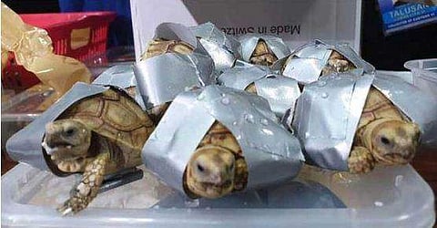 വിമാനത്താവളത്തിൽ സ്യൂട്കേസിൽ നിറച്ച നിലയിൽ 1500 ആമകൾ: പിടിയിലായത് ഹോങ്കോങ്ങിലേക്ക് കടത്തുന്നതിനിടെ