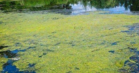 പായലില്‍ നിന്നും ജൈവ ഇന്ധനമോ? വേണമെങ്കില്‍ ഡീസല്‍ വണ്ടികള്‍ വരെ ഓടിക്കാം; കണ്ടുപിടിത്തവുമായി ഗവേഷകര്‍