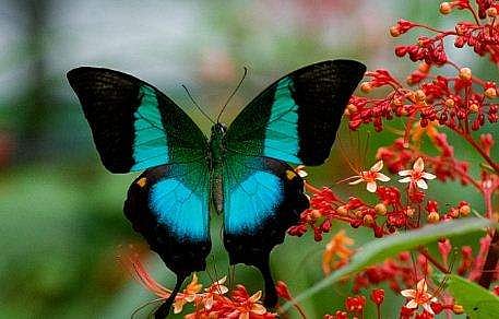 നമുക്കുമുണ്ടൊരു പൂമ്പാറ്റ ; 'ബുദ്ധമയൂരി' ഇനി സംസ്ഥാന ശലഭം