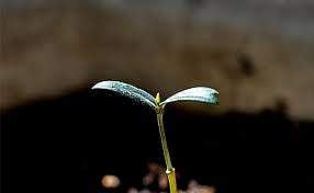 ബലാത്സംഗക്കേസില്‍ അറസ്റ്റ് ഒഴിവാക്കാം: പകരം അഞ്ച് വൃക്ഷത്തൈകള്‍ നടണം