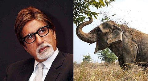 'നിങ്ങളുടെ കരുണയില്‍ അവള്‍ രണ്ട് മാസം സ്വാതന്ത്ര്യം അറിഞ്ഞു'; ലൂണയുടെ മരണവാര്‍ത്ത പങ്കുവെച്ച് അമിതാഭ് ബച്ചന്‍