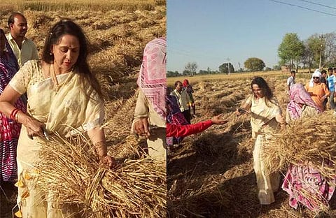 കൊയ്ത്തരിവാളുമായി ഹേമമാലിനി പാടത്തിറങ്ങി; പ്രചാരണം, വിമര്‍ശനം (ചിത്രങ്ങള്‍)