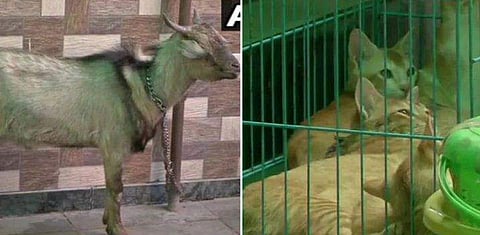 മുറിയെടുത്ത യുഎസ് യുവതിക്കൊപ്പം ആടും പൂച്ചയും പട്ടിയും; അഹമ്മദാബാദില്‍ നിന്നും ഓടിച്ചപ്പോള്‍ കേരളത്തിലേക്ക്