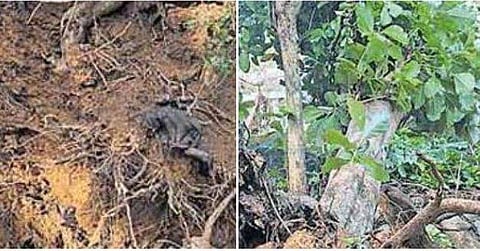 കനത്ത കാറ്റിൽ തേക്കുമരം കടപുഴകി വീണു ; എംഎൽഎയും കുടുംബവും രക്ഷപ്പെട്ടത് തലനാരിഴയ്ക്ക്