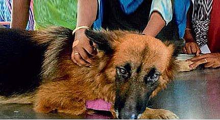 വീടിന്റെ മുന്നില്‍ പത്തിവിടര്‍ത്തി മൂര്‍ഖന്‍; കടിച്ചുകുടഞ്ഞു ജൂലി, വിഷമേറ്റ് മരണം മുന്നില്‍ക്കണ്ടു; ജീവിതത്തിലേക്ക് 