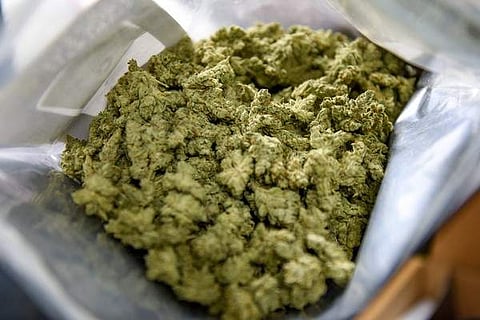 കൊച്ചിയില്‍ സര്‍ക്കാര്‍ ഉടമസ്ഥതയിലുള്ള സ്ഥലത്ത് നിന്നും എട്ട് കിലോ കഞ്ചാവ് കണ്ടെടുത്തു