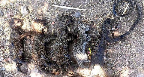 പാമ്പിനെ കൊല്ലാന്‍ കരിമ്പിന്‍ തോട്ടത്തിന് തീയിട്ടു; പത്ത് ദിവസം പ്രായമായ അഞ്ച് പുള്ളിപ്പുലി കുഞ്ഞുങ്ങള്‍ വെന്തുമരിച്ചു