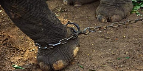 അര്‍ദ്ധരാത്രി ചങ്ങല പൊട്ടിച്ച് ഓടിയ ആന തകര്‍ത്തത് ആറ് വാഹനങ്ങള്‍: വന്‍ ദുരന്തം ഒഴിവായത് തലനാരിഴയ്ക്ക്