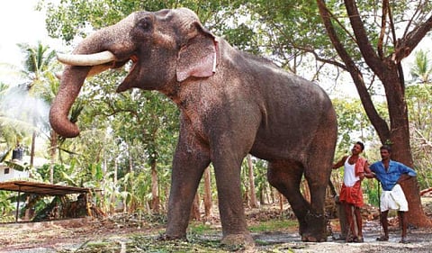 'ഫിറ്റ്‌നസ്' പരിശോധന പൂര്‍ത്തിയായി ; തെച്ചിക്കോട്ടുകാവ് രാമചന്ദ്രന് ആരോഗ്യപ്രശ്‌നങ്ങളില്ലെന്ന് സൂചന 