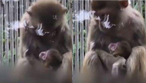 ഉളളുലയ്ക്കും ഈ രംഗങ്ങള്‍; മരിച്ചിട്ടും കുഞ്ഞിനെ മാറോടണച്ച് ഒരമ്മ; വീഡിയോ 