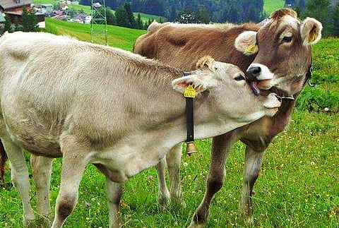 പശുവിന് ഇന്‍ഷൂറന്‍സ് തുക നല്‍കിയില്ല ; കമ്പനി കുറ്റക്കാരന്‍, പലിശയും കോടതിച്ചെലവുമടക്കം നല്‍കാന്‍ ഉത്തരവ്