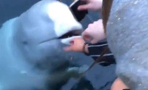 ഇതൊരു സ്വപ്‌നമല്ല...; കൈ വഴുതി മൊബൈല്‍ ഫോണ്‍ ആഴക്കടലിലേയ്ക്ക്; കടിച്ചെടുത്ത് ഉയര്‍ന്നു വരുന്ന തിമിംഗലം ( വിഡിയോ) 