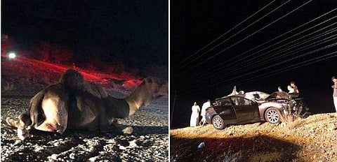 കാറും ഒട്ടകവും തമ്മില്‍ കൂട്ടിയിടിച്ച് അപകടം, യാത്രക്കാരി മരിച്ചു