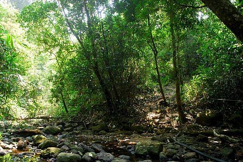 കെട്ടുകഥ വിശ്വസിച്ച് നിധി തേടി വനത്തില്‍ കയറി; കടുത്ത ചൂടിലും ഭക്ഷണം കിട്ടാതെയും തളര്‍ന്നു; അതിസാഹസികതയില്‍ ബാങ്ക് ഉദ്യോഗസ്ഥന് ദാരുണാന്ത്യം