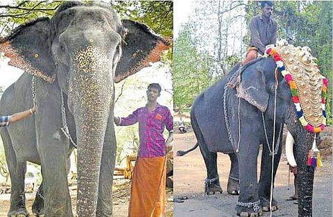 പിടിയാന വേഷം മാറിയതിന് മുന്‍പും ശേഷവും