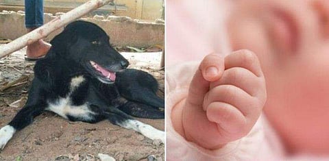 കുഞ്ഞിനെ അമ്മ ജീവനോടെ മണ്ണില്‍ കുഴിച്ചിട്ടു; നായ രക്ഷകനായി