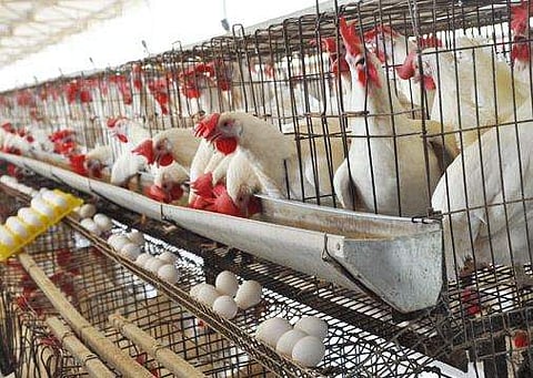 കോഴിഫാമുകളില്‍ ആന്റിബയോട്ടിക്‌സിന് വിലക്ക് ; ലംഘിച്ചാല്‍ രജിസ്‌ട്രേഷന്‍ റദ്ദാക്കും