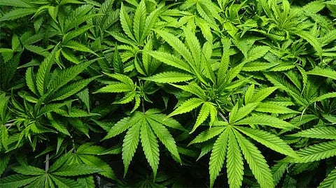 കാട്ടുപാവല്‍ കൃഷി ചെയ്ത കൊച്ചുമകനെ കഞ്ചാവ് വളര്‍ത്തിയതിന് അറസ്റ്റ് ചെയ്തു; എക്‌സൈസിനെതിരെ പരാതിയുമായി വലിയമ്മ 