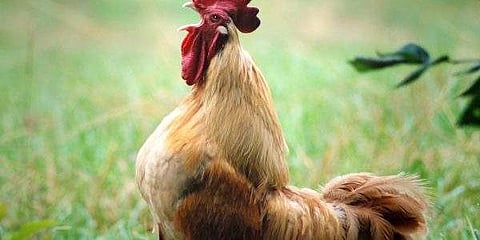 ഉറങ്ങാന്‍ കഴിയുന്നില്ല: പൂവന്‍കോഴിക്കെതിരെ പരാതിയുമായി യുവതി പൊലീസ് സ്റ്റേഷനില്‍