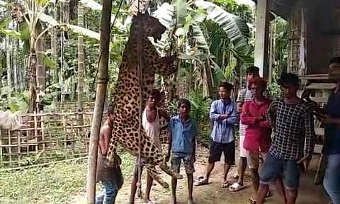 കണ്ണുകൾ ചുഴുന്നെടുത്ത്, വാൽ മുറിച്ച് കെട്ടിത്തൂക്കി; ഭീതിയിലാഴ്ത്തിയ പുലിയെ കൊലപ്പെടുത്തി നാട്ടുകാർ