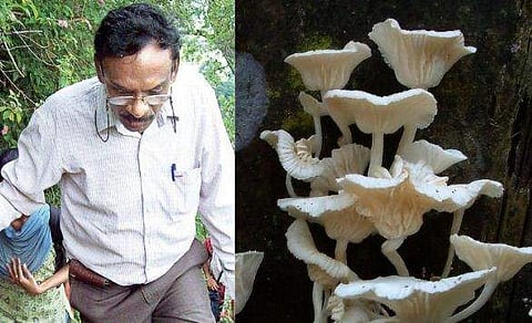 കാന്‍സറിനെ പ്രതിരോധിക്കാന്‍ കാട്ടുകൂണ്‍ ; മരുന്ന് വേര്‍തിരിച്ചെടുത്ത മദ്രാസ് യൂണിവേഴ്‌സിറ്റി പ്രൊഫസര്‍ക്ക് പേറ്റന്റ്‌