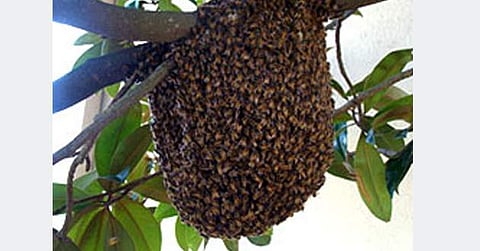 താലികെട്ടിന് പിന്നാലെ വിവാഹസംഘത്തെ തേനീച്ചകൾ പൊതിഞ്ഞു ; വധുവിനും വരനും ഉൾപ്പെടെ 39 പേർക്ക് കുത്തേറ്റു