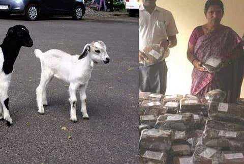 പ്ലാവില പഴങ്കഥയാവും, ആട്ടിന്‍കുട്ടികള്‍ ഇനി കരയുക ചോക്ലേറ്റിന് വേണ്ടി ! 'മെംനെയ്കാ ചോക്ക്‌ലേറ്റു'മായി ശാസ്ത്രജ്ഞന്‍