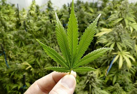 കഞ്ചാവ് ഉപയോഗം വന്ധ്യതയ്ക്ക് കാരണമാകുമോ? ഗര്‍ഭധാരണ സാധ്യത കുറയ്ക്കുമെന്ന് ഗവേഷകര്‍