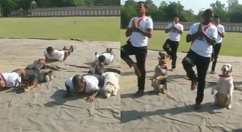 സൈനികര്‍ക്കൊപ്പം യോഗ ചെയ്യുന്ന നായ്ക്കള്‍; കയ്യടിച്ച് സോഷ്യല്‍ മീഡിയ; വീഡിയോ വൈറല്‍