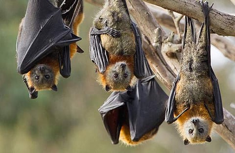 പവര്‍കട്ടിന് കാരണം വവ്വാലുകള്‍; വിചിത്രമായ വിശദീകരണവുമായി കമല്‍നാഥ് സര്‍ക്കാര്‍