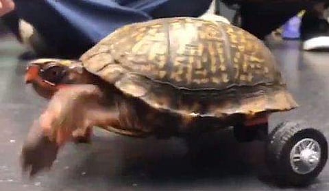 കാലുകള്‍ക്ക് പകരം വീല്‍ചെയര്‍, ആമയോട് കരുണകാട്ടി യുവതി; ഏറ്റെടുത്ത് സോഷ്യല്‍മീഡിയ ( വീഡിയോ)