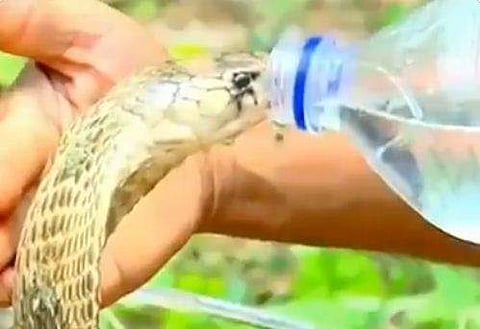 കുപ്പിയില്‍ നിന്ന് വെളളം കുടിച്ച് മൂര്‍ഖന്‍ പാമ്പ്; വൈറലായി വീഡിയോ 