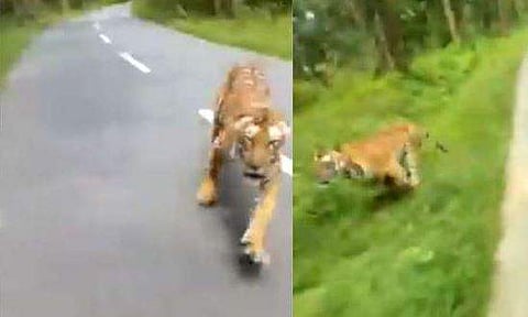 ബൈക്ക് യാത്രക്കാര്‍ക്കടുത്തേക്ക് പാഞ്ഞടുത്ത് കടുവ: ഞെട്ടിപ്പിക്കുന്ന സംഭവം വയനാട്ടില്‍