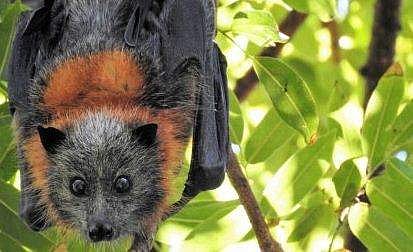 നിപ പരത്തുന്നത് കുറുക്കന്റെ മുഖമുള്ള വവ്വാല്‍ ; ഫ്‌ളൈയിങ് ഫോക്‌സുകള്‍ രോഗം പടര്‍ത്തുന്നത് ഇങ്ങനെ..