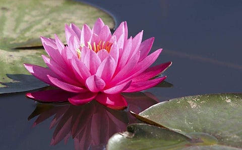 താമര രാജ്യത്തിന്റെ ദേശീയ പുഷ്പമല്ല; സ്ഥിരീകരിച്ച് വനം - പരിസ്ഥിതി മന്ത്രാലയം 