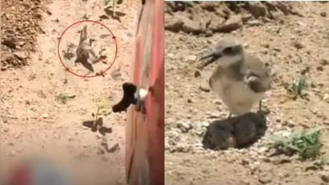 മുട്ടകള്‍ക്ക് നേരെ പാഞ്ഞുവന്ന ട്രാക്ടര്‍, ചിറകുവിരിച്ച് തടയാന്‍ ശ്രമിക്കുന്ന അമ്മക്കിളി, മാതൃത്വം; വീഡിയോ 