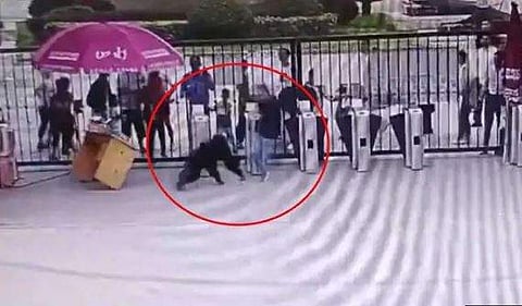 മൃഗശാല ജീവനക്കാരനെ ഇടിച്ചിട്ട് രക്ഷപ്പെടാന്‍ ശ്രമം: പരിഭ്രാന്തി പരത്തിയ ചിമ്പാന്‍സിയെ മയക്കുവെടി വെച്ച് പിടികൂടി, വീഡിയോ