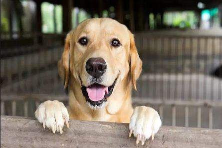 അയൽക്കാരന്റെ നായ ഓരിയിടുന്നത് എന്തുകൊണ്ട്? വിചിത്ര ചോ​ദ്യവുമായി എത്തിയ അപേക്ഷകന് വിവരാവകാശ കമ്മീഷണറുടെ താക്കീത്