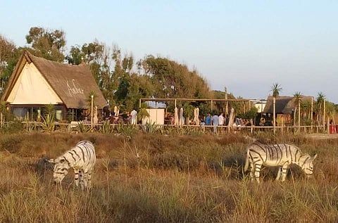 വിവാഹ വിരുന്നിന് പൊലിമ കൂട്ടാന്‍ കഴുതയെ പെയിന്റടിച്ച് സീബ്രയാക്കി! വിവാദം (വീഡിയോ)