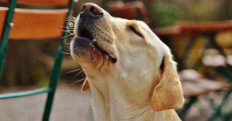 നായ ഓരിയിടുന്നത് എന്തുകൊണ്ട്? ആ ചോദ്യത്തിന് ഉത്തരമുണ്ട്; അതിന് മാത്രമല്ല, ഇത്തരം എല്ലാ ചോദ്യങ്ങൾക്കും ഉത്തരം ഈ നമ്പറിൽ വിളിച്ചാൽ കിട്ടും!