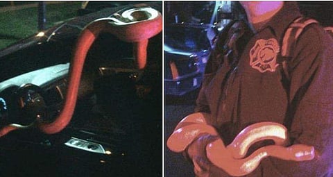 മദ്യപിച്ച് ലക്കുകെട്ട് ഡ്രൈവർ ; ഡ്രൈവിങ് സീറ്റിൽ കൂറ്റൻ പാമ്പ് ; ചിത്രങ്ങൾ 