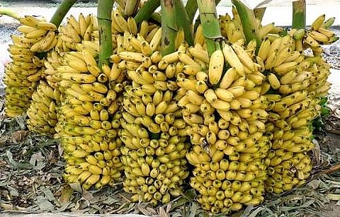 തൊട്ടാല്‍ പൊളളും ഇനി 'ഞാലിപ്പൂവന്‍'!; റെക്കോര്‍ഡ് വില 