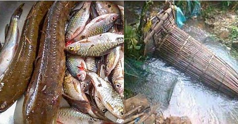 മഴക്കാലത്തെ ഊത്തപിടുത്തം വേണ്ട ; പിടി വീഴും ; ആറുമാസം തടവ് 