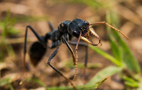 കാല്‍പാദത്തില്‍ വിഷ ഉറുമ്പിന്റെ കടിയേറ്റു, ശരീരമാസകലം നീർക്കെട്ട്; യുവാവ് ചികിത്സയില്‍ 
