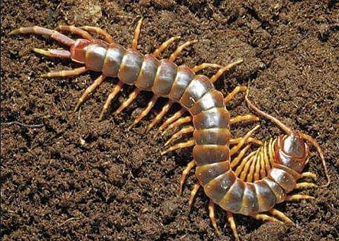 ഹെൽമറ്റ് ബൈക്കിൽ തൂക്കിയിട്ട് യാത്ര; വാഹന പരിശോധനയിൽ കുടുങ്ങിയത് 'പഴുതാര'