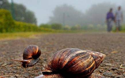 ആഫ്രിക്കന്‍ ഒച്ചുകള്‍ അതീവ അപകടകാരികള്‍: മസ്തിഷ്‌കരോഗത്തിന് വരെ കാരണമായേക്കും, മുന്‍കരുതലുകള്‍