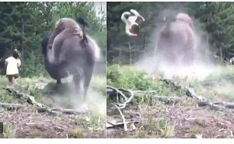 ഒമ്പതു വയസ്സുകാരിയെ കൊമ്പിൽ ചുഴറ്റിയെറിഞ്ഞ് കൂറ്റൻ കാട്ടുപോത്ത് ; ഞെട്ടിക്കുന്ന ദൃശ്യങ്ങൾ! ( വീഡിയോ )