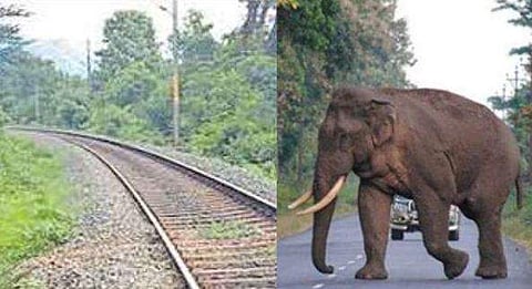 ദേശീയപാതയിൽ വൻ തിരക്ക്, കലി പൂണ്ട ഒറ്റയാൻ റെയിൽവേ ട്രാക്കിലേക്ക് പന മറിച്ചിട്ടു, വൻദുരന്തം ഒഴിവായത് തലനാരിഴയ്ക്ക്