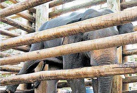 'കൊമ്പ് മണ്ണില്‍കുത്തി തലകീഴായി നില്‍ക്കുന്ന കൊമ്പന്‍', കുസൃതിയും ഭീതിയും ഇനി ഓര്‍മ്മ; കണ്ണീരണിഞ്ഞ് ആനപ്പന്തി